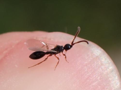 Réf. 309 830 : Belyta sp.